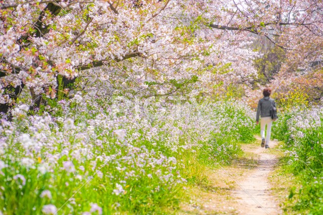 多摩川河川敷の桜並木