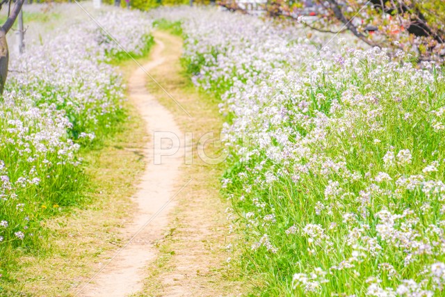 多摩川河川敷の桜並木