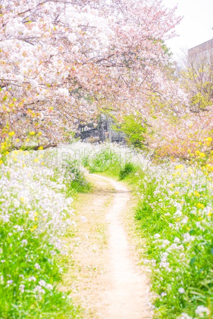 多摩川河川敷の桜並木