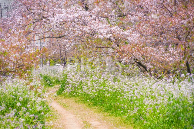 多摩川河川敷の桜並木