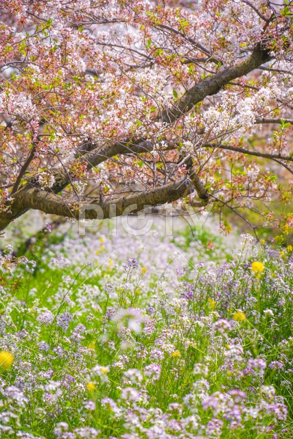 多摩川河川敷の桜並木