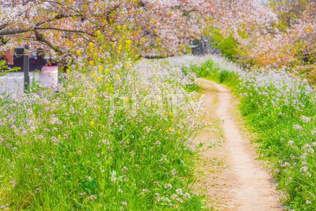 多摩川河川敷の桜並木