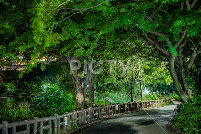 井の頭恩賜公園の夜