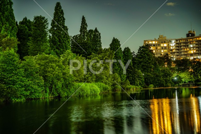 井の頭恩賜公園の夜