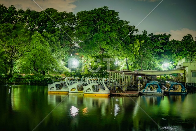 井の頭恩賜公園の夜とアヒルボート