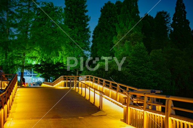 井の頭恩賜公園の夜