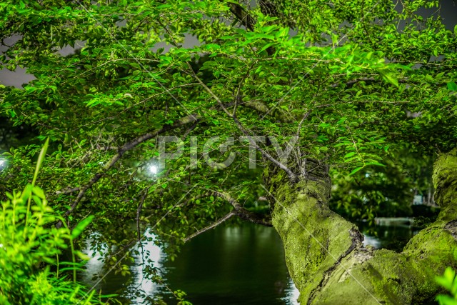 井の頭恩賜公園の夜