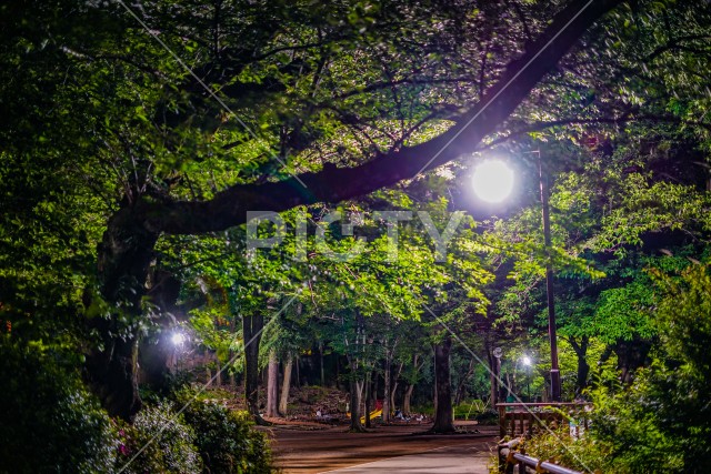 井の頭恩賜公園の夜