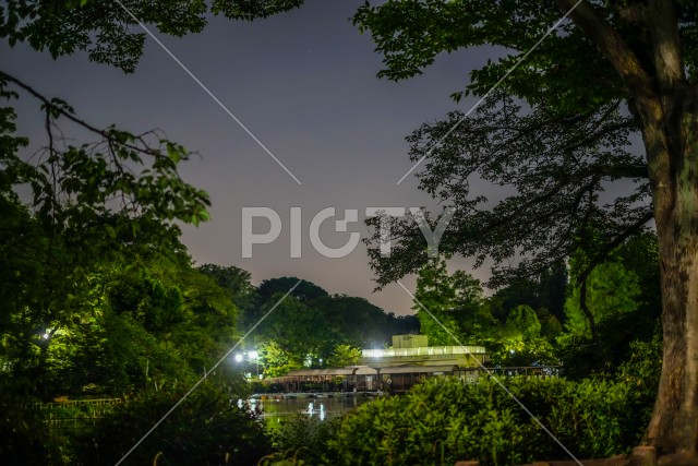 井の頭恩賜公園の夜