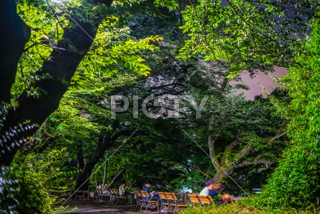 井の頭恩賜公園の夜