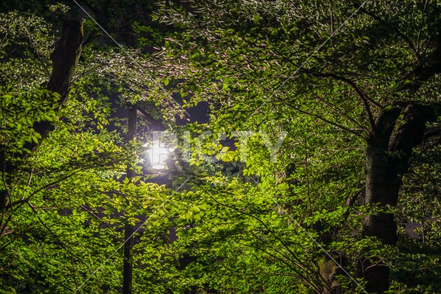 井の頭恩賜公園の夜