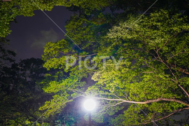 井の頭恩賜公園の夜