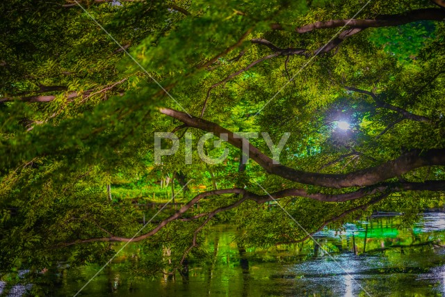 井の頭恩賜公園の夜