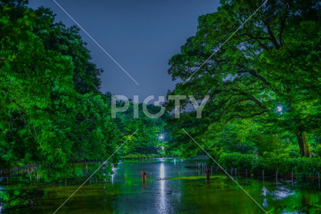 井の頭恩賜公園の夜