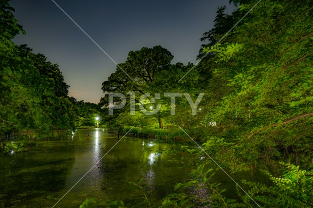 井の頭恩賜公園の夜