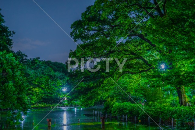 井の頭恩賜公園の夜