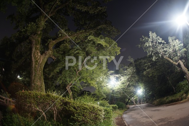 井の頭恩賜公園の夜