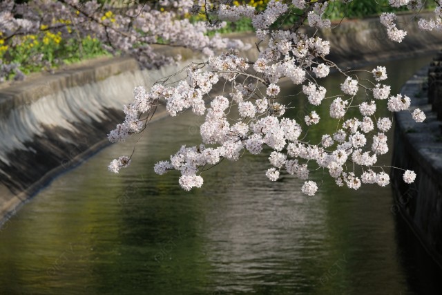 京都山科疎水と桜