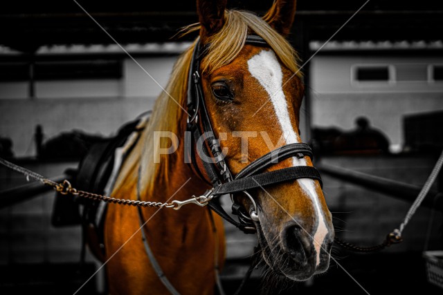 毛並みの良い茶色い馬