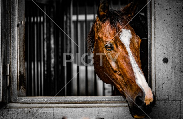 窓から顔を出す茶色い馬