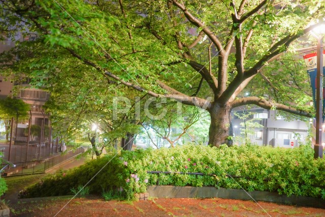 新横浜の風景（新横浜公園）