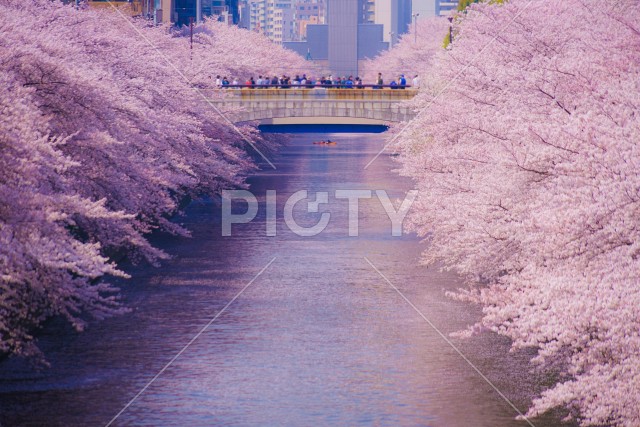 目黒川の満開の桜