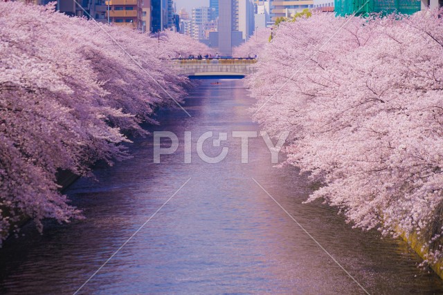 目黒川の満開の桜