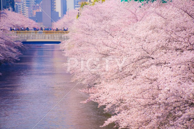 目黒川の満開の桜