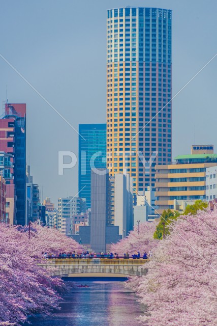 目黒川の満開の桜