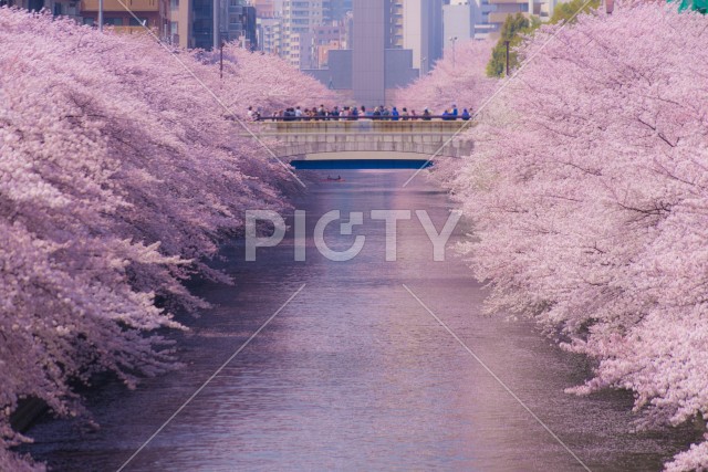 目黒川の満開の桜