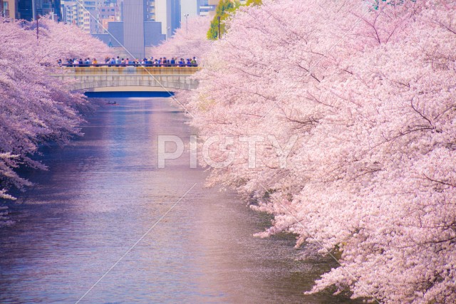 目黒川の満開の桜