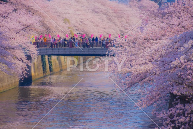 目黒川の満開の桜