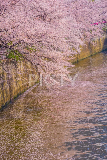 目黒川の満開の桜