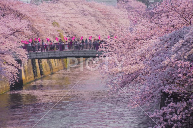 目黒川の満開の桜