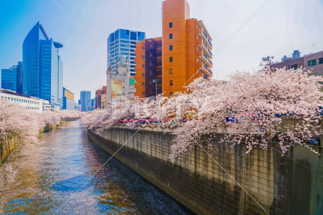 目黒川の満開の桜