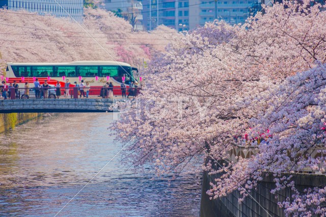 目黒川の満開の桜