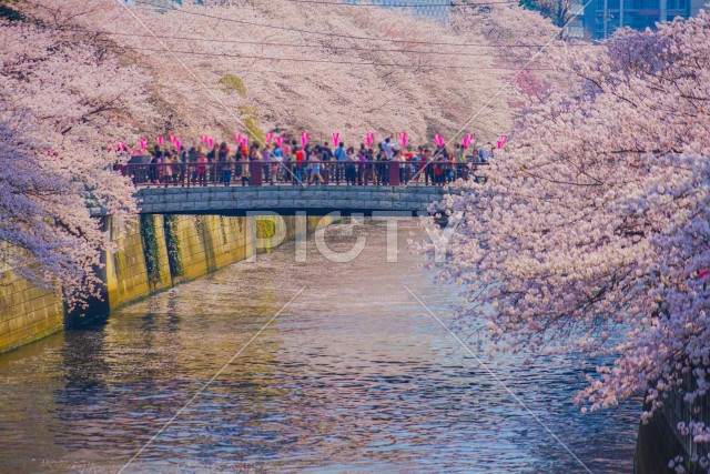 目黒川の満開の桜