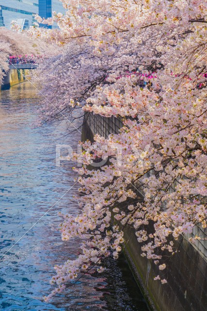 目黒川の満開の桜