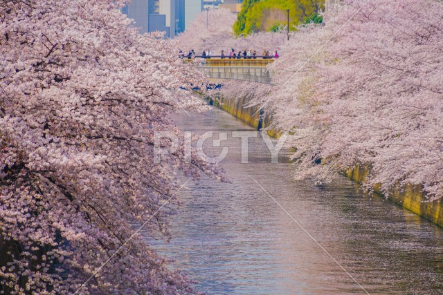 目黒川の満開の桜