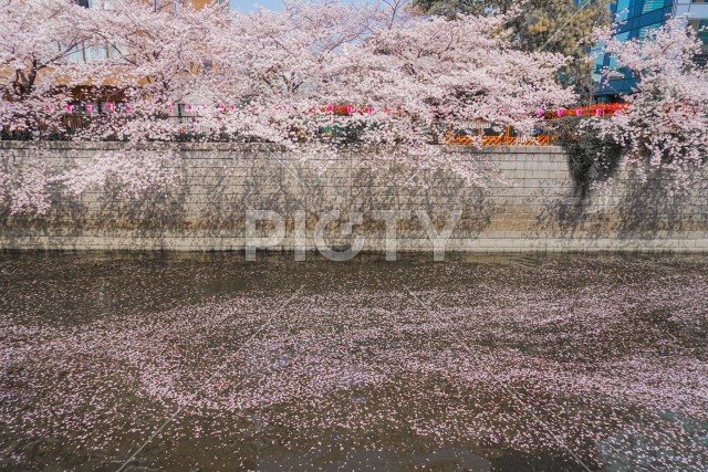 目黒川の満開の桜