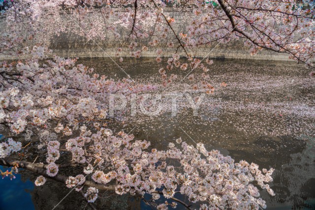 目黒川の満開の桜