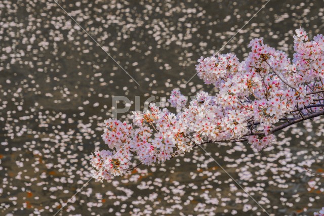 目黒川の満開の桜