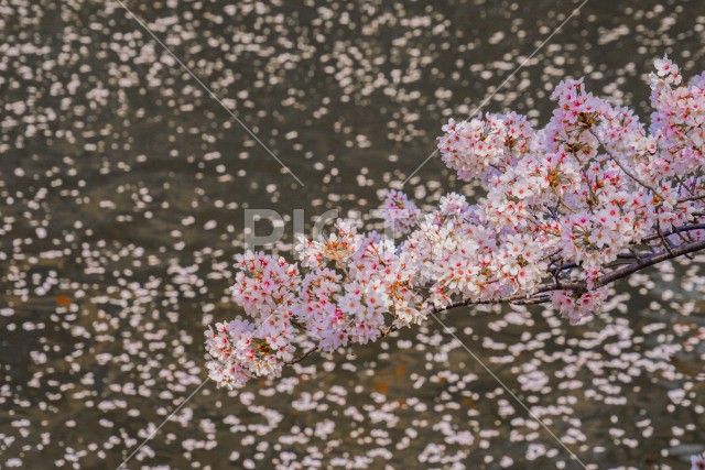 目黒川の満開の桜