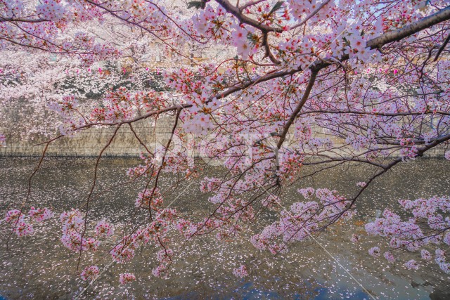 目黒川の満開の桜