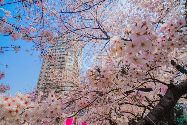 目黒川の満開の桜