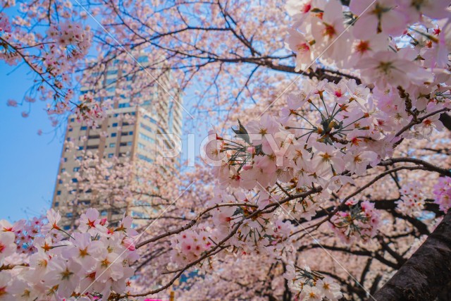 目黒川の満開の桜