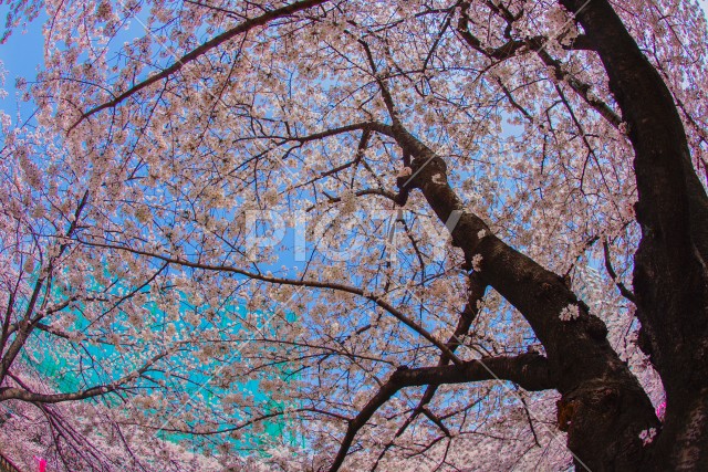 目黒川の満開の桜