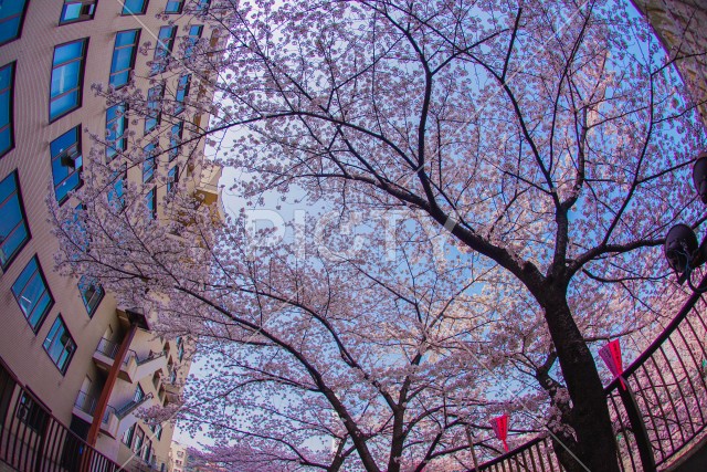 目黒川の満開の桜