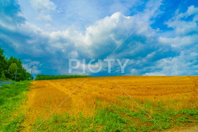 写真のタイトルが入ります