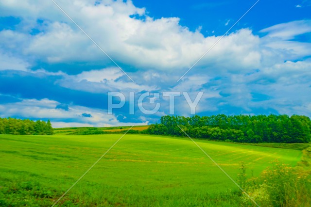 北海道富良野の平原